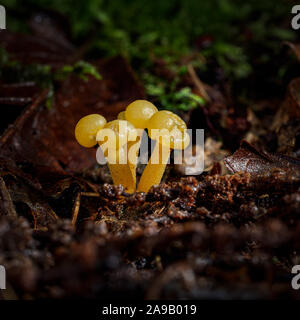 Photographie du gros champignons jellybaby croissante Banque D'Images