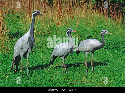 La famille de la GRUE DEMOISELLE Anthropoides virgo paire adultes sur le côté gauche, avec quatre mois sur poussin droite. NB- iris sombre à l'oeil, et encore en développement whit Banque D'Images