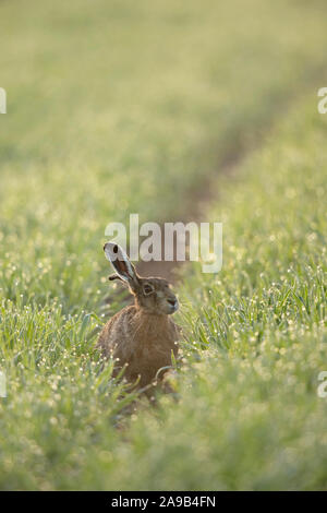 Lièvre brun / lièvre européen / Feldhase ( Lepus europaeus ) assis dans un champ de blé d'hiver, des milliers de gouttes de rosée dans la lumière du matin premier mousseux, Banque D'Images