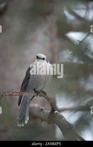 Geai gris / Meisenhaeher ( Perisoreus canadensis ) en hiver, perché sur une branche d'un arbre conifère, regardant vers le ciel, frontal tourné, Yellowstone NP Banque D'Images