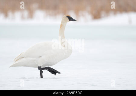 Le cygne / Trompeterschwan ( Cygnus buccinator ), marcher sur une étendue d'eau gelée, neige, Grand Teton National Park, USA. Banque D'Images