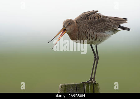 Barge à queue noire / Uferschnepfe ( Limosa limosa), des profils en robe de reproduction, perché sur un vieux fencepost, regardant au-dessus de son territoire, l'appelant, la guerre Banque D'Images