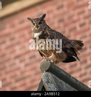 Grand-duc d'Europe Bubo bubo Uhu ( / ) mâle adulte, assis, perché au sommet d'un toit de l'église, en milieu urbain, entourant une cour, à l'automne , la faune, Eur Banque D'Images