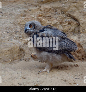 Grand / Owl Bubo bubo Europaeischer Uhu ( ), jeune poussin, etc.) dans un bac à sable, waldking, explorer son environnement, de la faune, de l'Europe. Banque D'Images