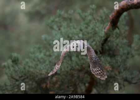 Waldkauz Chouette hulotte Strix Aluco enr / ( ) en vol silencieux, battant, chasse, au décollage, frontal tourné au bord d'une forêt de pins, à l'envers, l'Europe. Banque D'Images