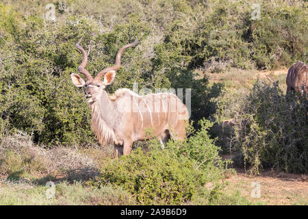 Grand Koudou (Tragelaphus strepsiceros) bull parcourt, Addo Elephant National Park, Eastern Cape d'Afrique du Sud. Vue de côté. Banque D'Images