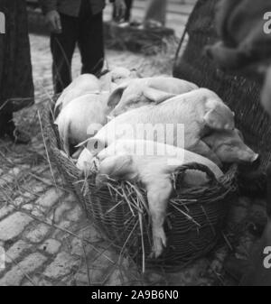 L'été à la campagne, à l'Allemagne des années 1930. Banque D'Images