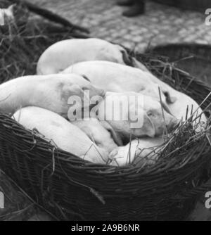 L'été à la campagne, à l'Allemagne des années 1930. Banque D'Images