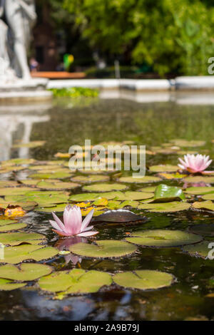 Des nénuphars dans la fontaine dans un après-midi ensoleillé, le jardin botanique de Buenos Aires offre une grande variété de plantes exotiques. Banque D'Images