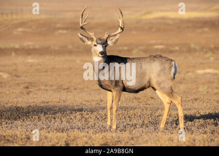 MUle Deer Buck avec bois libre dans un pré Banque D'Images