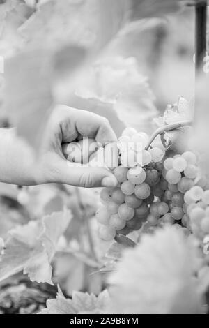 Une cueillette à la main un raisin d'une grappe de raisin suspendu par une vigne dans un vignoble. Noir et blanc. Banque D'Images
