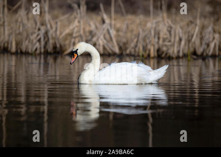 Un seul Cygne tuberculé Cygnus olor en natation sur un profil sereinement calme plan d'eau avec le plumage blanc reflète dans l'eau sombre Banque D'Images