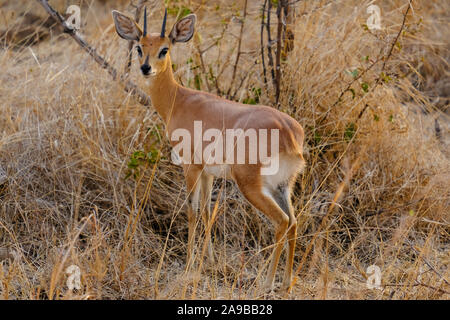 Steenbok Raphicerus campestris Parc National Kruger en Afrique du Sud Banque D'Images