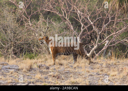 Tigre du Bengale sauvages marchant à travers le parc national de Ranthambore, Rajasthan, Inde Banque D'Images