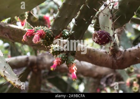 Figuier indien mûr opuntia, alias figuier Barbary, poire de cactus, cactus spineless et poire piqueuse. Fais attention à ces épines ! Banque D'Images