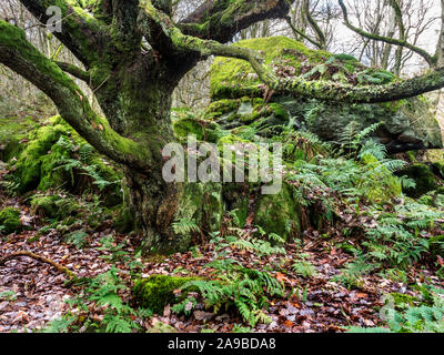 Arbre de chêne couvert de mousse et de pierre meulière rochers dans Guisecliff Campsites Canet-en-Roussillon Nidderdale Bois près de North Yorkshire Angleterre Banque D'Images