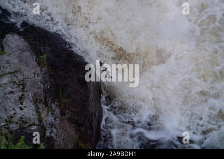 Sautant le saumon de l'Atlantique aux chutes de Shin Sutherland Ecosse UK Banque D'Images