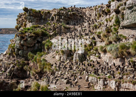 Colonie de gorfous sauteurs sud (Eudyptes chrysocome) sur la côte de Pebble Island dans les îles Falkland (Malouines). Banque D'Images