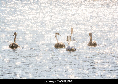 De la famille swan natation dans le soleil brillant sur la rivière Banque D'Images