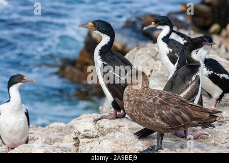 Un Labbe antarctique (Stercorarius antarcticus) avec un groupe de Blue Eyed Comorants (savez également comme cormorans impériaux) à Pebble Island dans les îles Falkland Island Banque D'Images