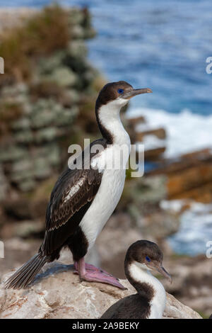 Blue Eyed Comorants (savez également comme cormorans impériaux) à Pebble Island dans les îles Falkland (Malouines). Banque D'Images