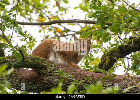 Lynx eurasien sur un arbre Banque D'Images