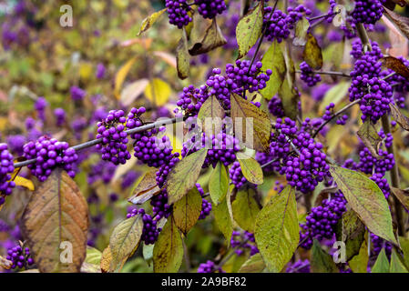 Callicarpa bodinieri giraldii, profusion beautyberry,Lamiaceae,Profusion,giraldii profusion. Les baies d'automne pourpre Banque D'Images