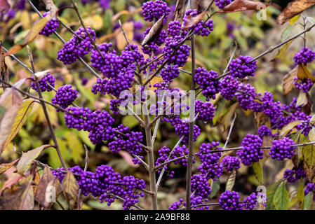 Callicarpa bodinieri giraldii, profusion beautyberry,Lamiaceae,Profusion,giraldii profusion. Les baies d'automne pourpre Banque D'Images