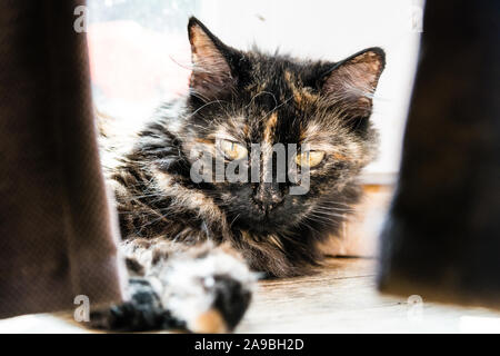 Cheveux longs tortue chat couché derrière les rideaux Banque D'Images