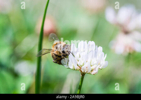 Abeille sur le trèfle en fleurs blanches avec un fond vert Banque D'Images