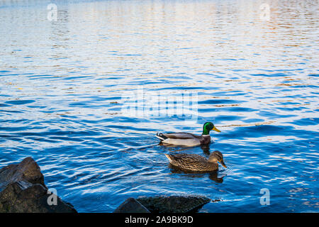 Les canards sauvages natation masculine et féminine sur la rivière Vltava à Prague Banque D'Images