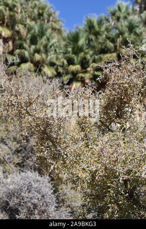 Dans le désert près de Colorado Spring Cottonwood de Joshua Tree National Park, sur le plan taxonomique des plantes indigènes, Ziziphus Obtusifolia comme Graythorn avec désinvolture. Banque D'Images