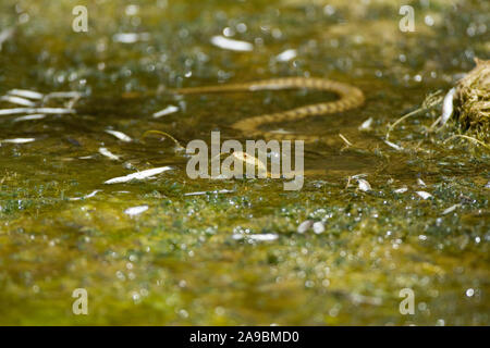 Serpent Natrix tessellata DÉS DE PÊCHE LIT D'une rivière de séchage en Crète. Temps chaud est en train de tuer CERTAINS DES AUTRES POISSONS. Banque D'Images