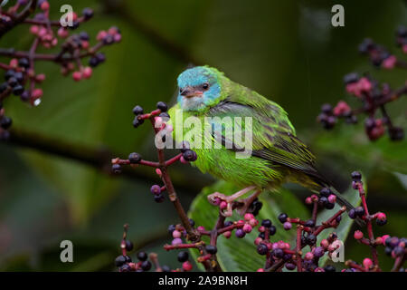 Dacnis cayana Dacnis bleu -, belle couleur oiseau percheur de pentes andines de l'Amérique du Sud, l'Équateur, Guango lodge. Banque D'Images