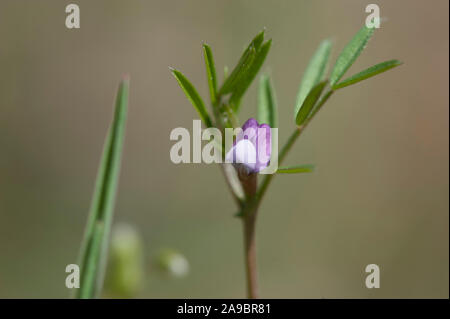 Vicia lathyroides-Fruehlings-Zwerg,Wicke, vesce de printemps Banque D'Images