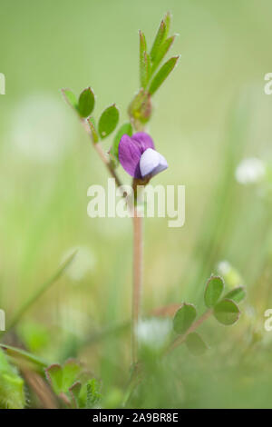 Vicia lathyroides-Fruehlings-Zwerg,Wicke, vesce de printemps Banque D'Images