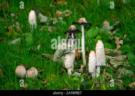 Les champignons d'automne Sutherland Ecosse UK Banque D'Images