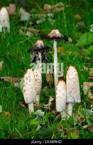 Les champignons d'automne Sutherland Ecosse UK Banque D'Images