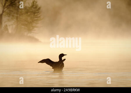 Silhouette d'un huard sur le lac pendant un matin brumeux. Banque D'Images