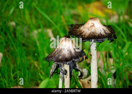 Les champignons d'automne Sutherland Ecosse UK Banque D'Images