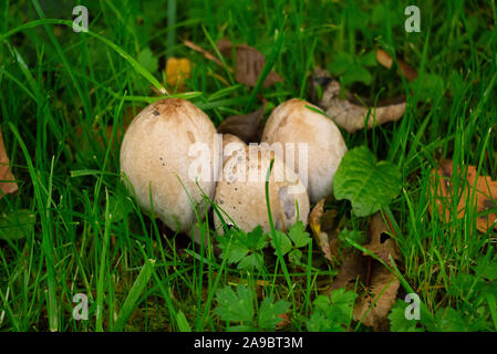 Les champignons d'automne Sutherland Ecosse UK Banque D'Images