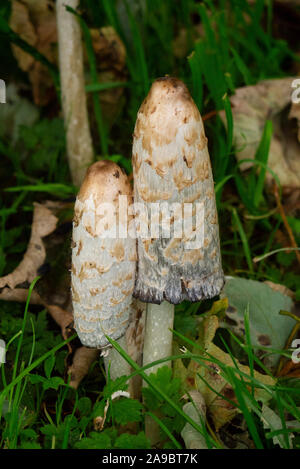 Les champignons d'automne Sutherland Ecosse UK Banque D'Images