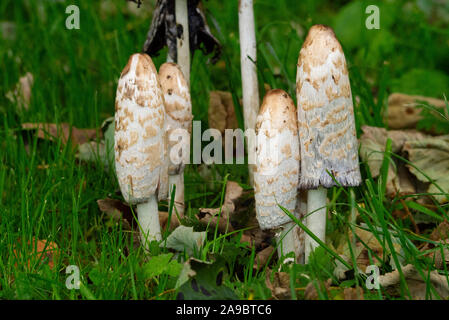 Les champignons d'automne Sutherland Ecosse UK Banque D'Images