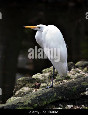 Grande Aigrette perchée sur un journal par le waterexposing son corps, tête, bec, oeil, le plumage blanc avec un joli fond noir dans son environnement et s Banque D'Images