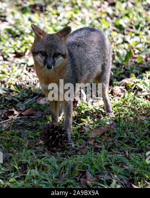 Gray Fox marche dans un champ, exposant son corps, tête, oreilles, yeux, nez, profiter de sa queue et de l'environnement environnant. Banque D'Images