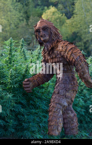 Bigfoot en passant par champ de chanvre bio 'Lifter' souche. pm, Cannabis sativa. Banque D'Images