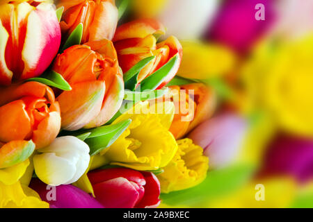 Fleurs de Printemps close up Banque D'Images