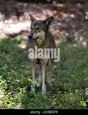 Wolf (Loup rouge) marche dans le champ avec un close up l'affichage de son corps, tête, oreilles, yeux, nez, pattes dans son environnement et ses environs. Banque D'Images