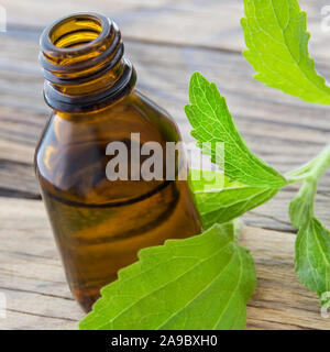 Les feuilles de Stevia frais et liquide Banque D'Images