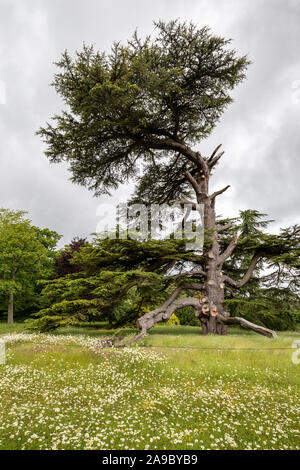 Cèdre du Liban Cedrus libani arbre dans les jardins de Goodnestone Park, Goodnestone, Dover, Kent, UK Banque D'Images